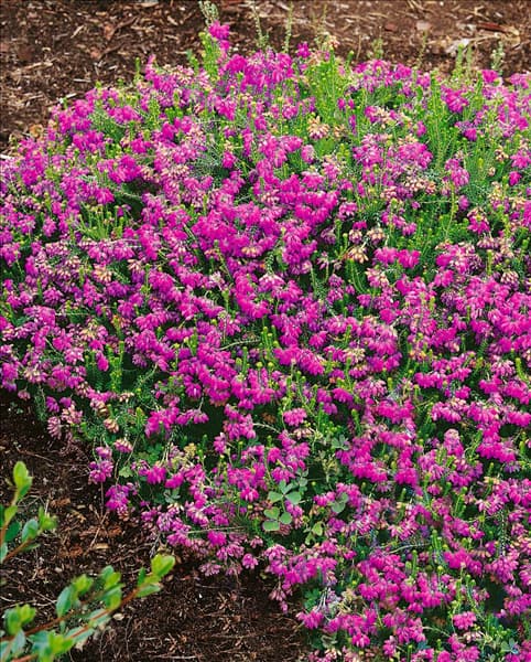 Erica tetralix rose
