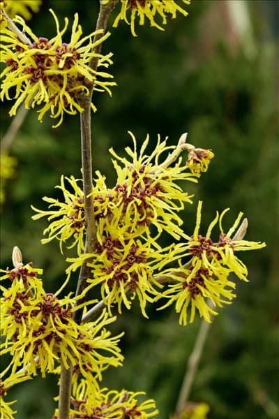 Hamamelis x intermedia Westerstede