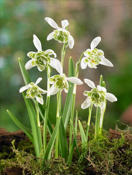 Galanthus nivalis Flore Pleno