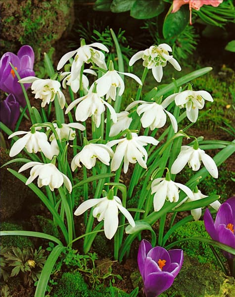 Galanthus nivalis flore pleno