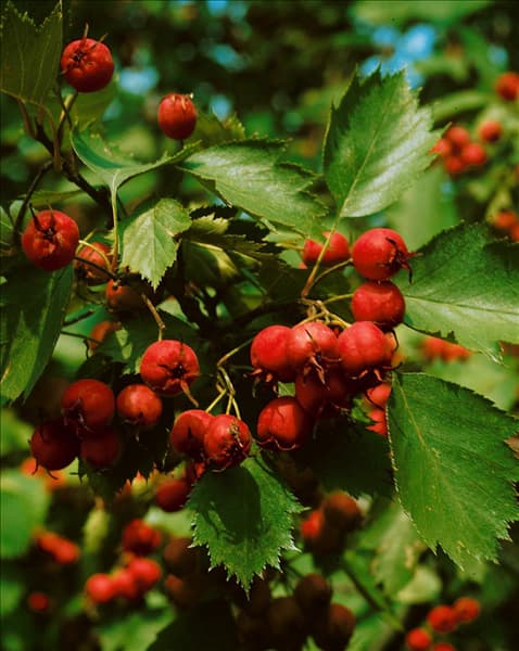 CRATAEGUS COCCINEA