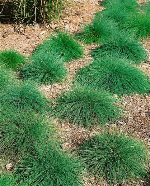 FESTUCA OVINA