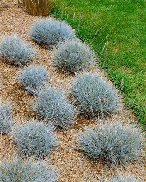 FESTUCA OVINA