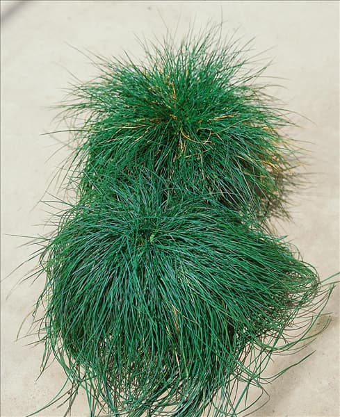 Festuca ovina