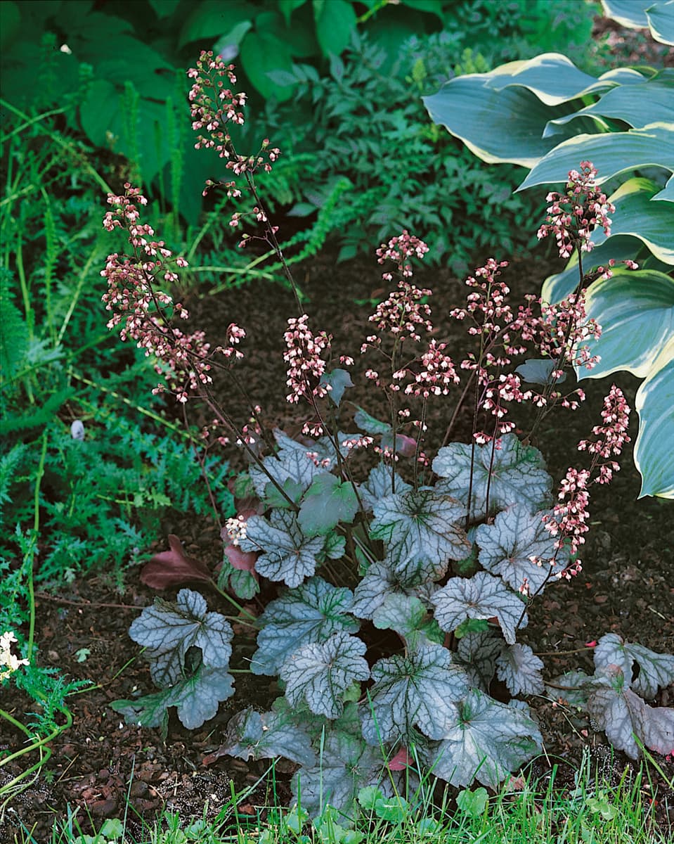 Heuchera High Society