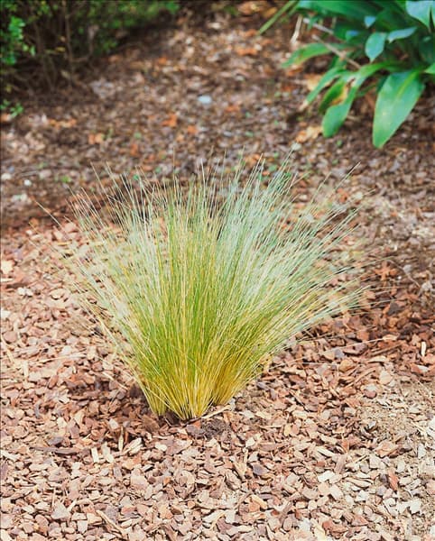 Festuca ovina var.novae-zelandiae