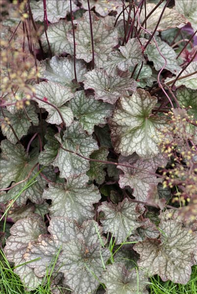 Heuchera Pewter Veil