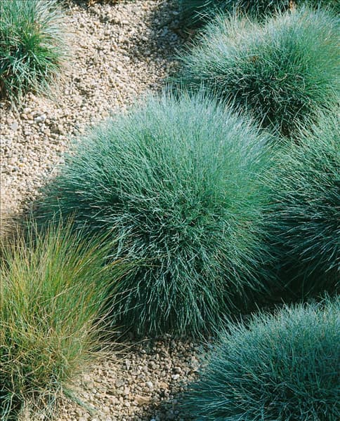 FESTUCA OVINA