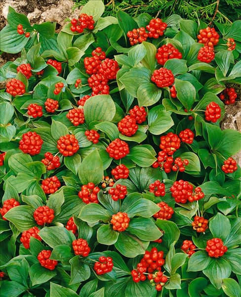 CORNUS CANADENSIS