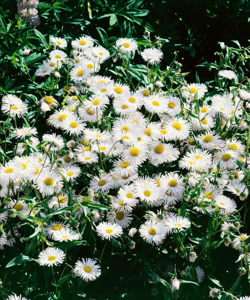 Erigeron Sommerneuschnee