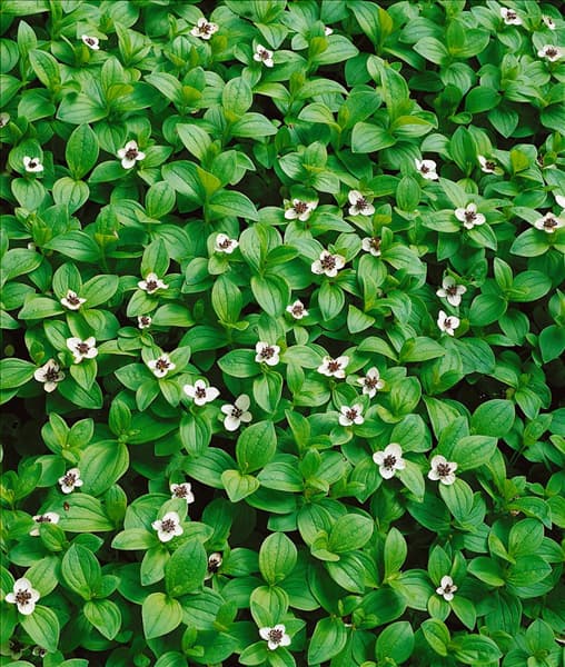 Cornus canadensis