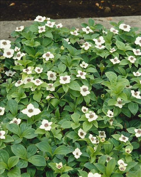 CORNUS CANADENSIS