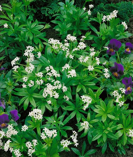 Galium odoratum