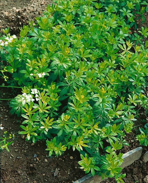 Galium odoratum