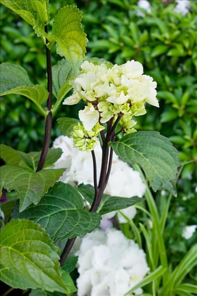 Hydrangea macrophylla Black Steel