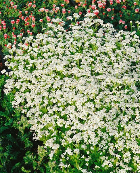Galium odoratum