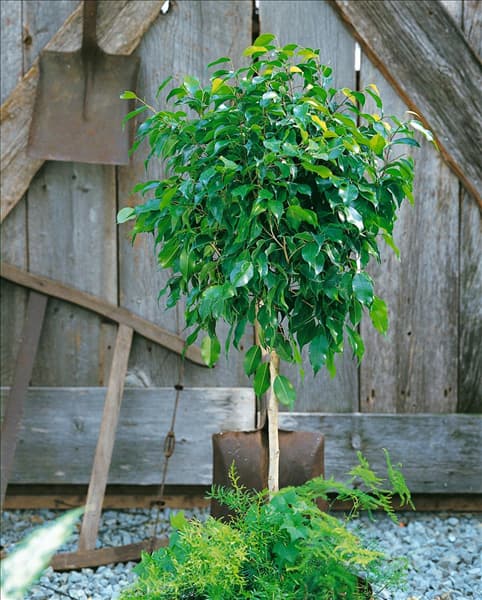 FICUS benjamina