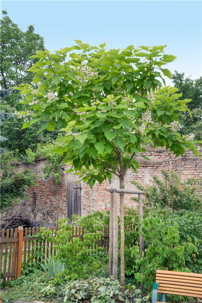 Catalpa bignonioides