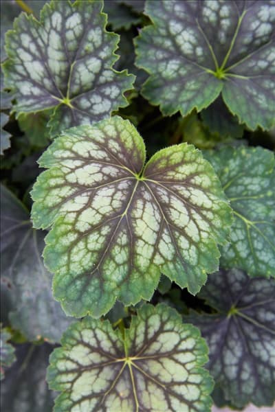 Heuchera Marvelous Marble ™