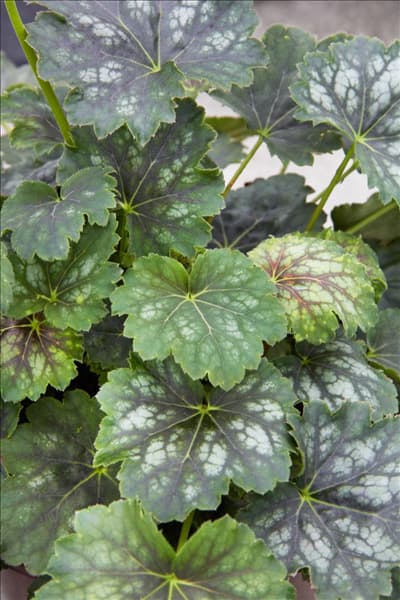 Heuchera Marvelous Marble ™
