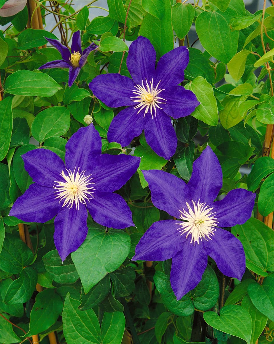 CLEMATIS LASURSTERN