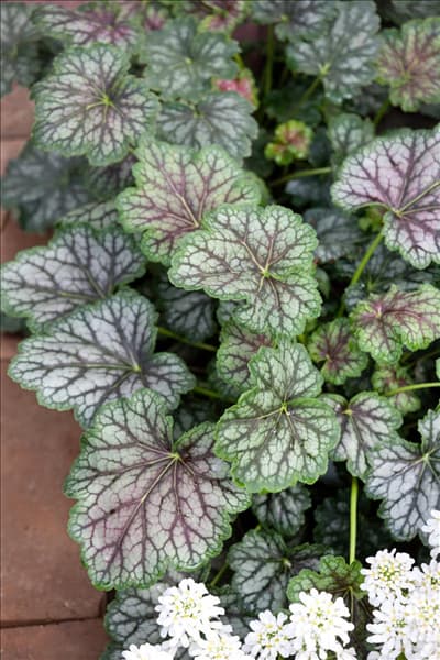 Heuchera Marvelous Marble ™