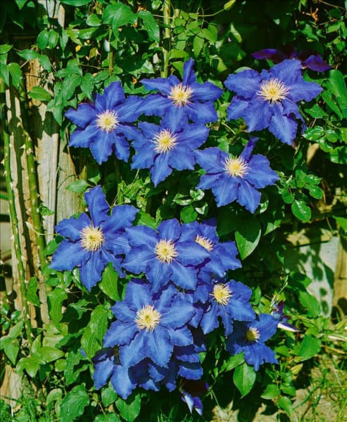 CLEMATIS LASURSTERN