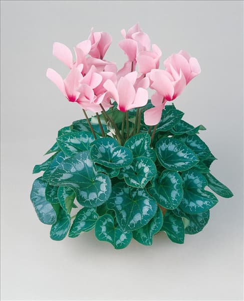 CYCLAMEN HALIOS