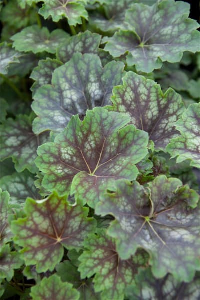 Heuchera Marvelous Marble ™