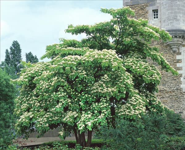Cornus controversa