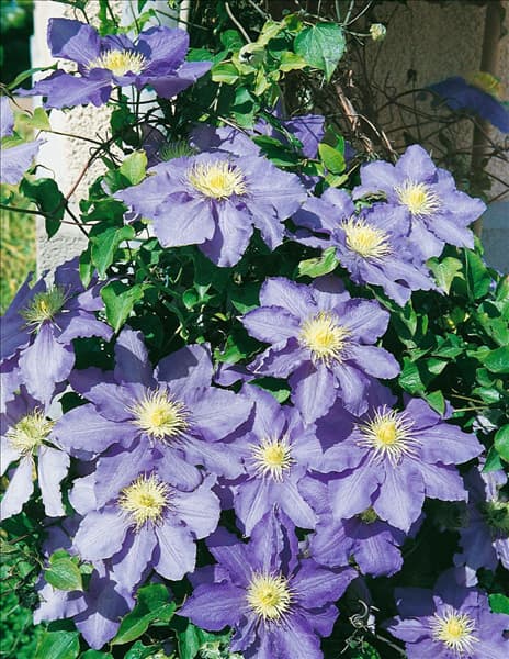 CLEMATIS LASURSTERN