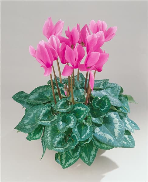CYCLAMEN HALIOS CATTLEYA