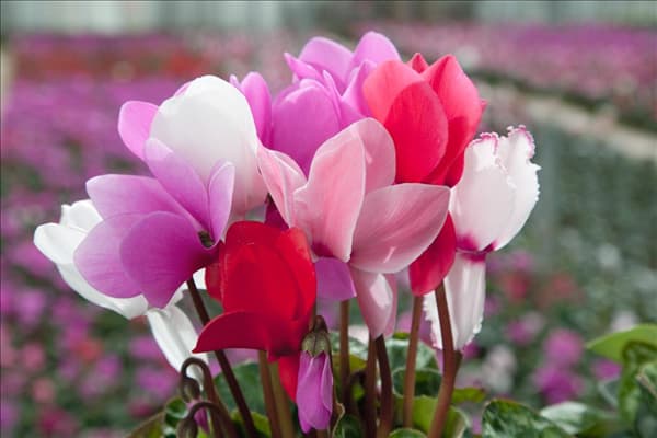 Cyclamen Halios ® Mischung