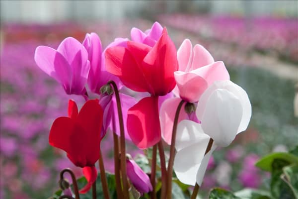 Cyclamen Halios ® Mischung