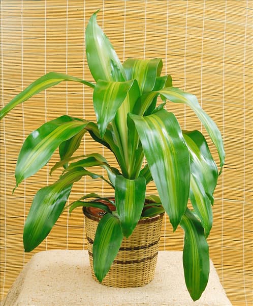 DRACAENA FRAGRANS MASSANGEANA
