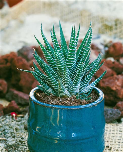 Haworthia