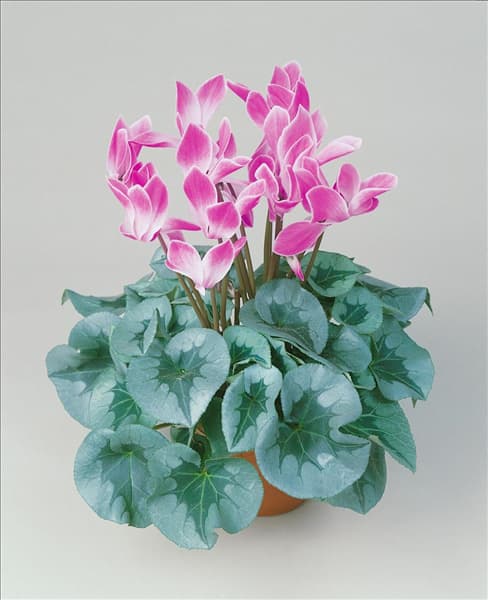 Cyclamen Halios