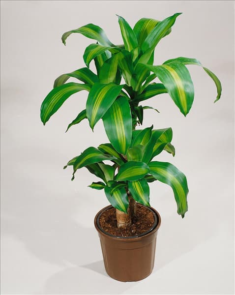 DRACAENA FRAGRANS MASSANGEANA