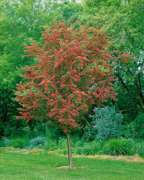 Crataegus laevigata