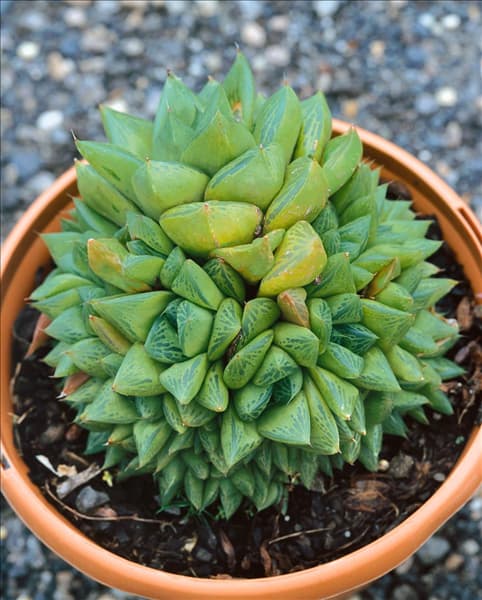 Haworthia cymbiformis