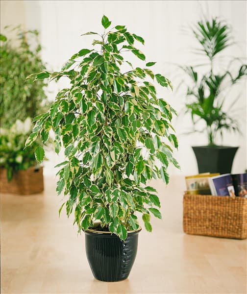 Ficus benjamina 'Anastasia'