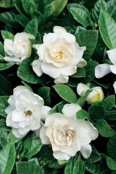 Gardenia jasminoides
