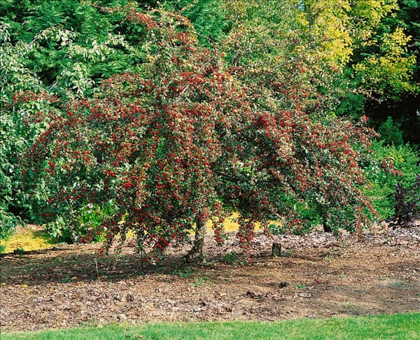 Crataegus laevigata Gireoudii