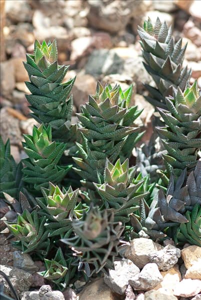 Haworthia nigra