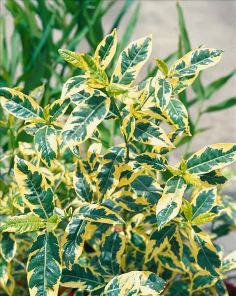Gardenia jasminoides Variegata