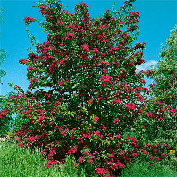 Crataegus laevigata