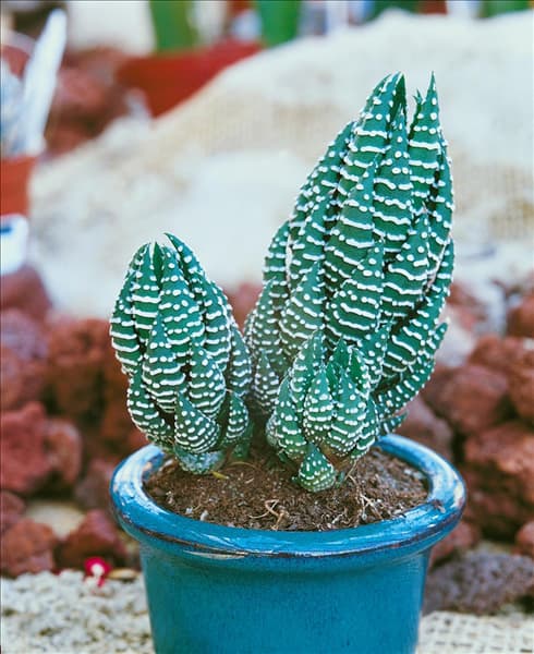 Haworthia