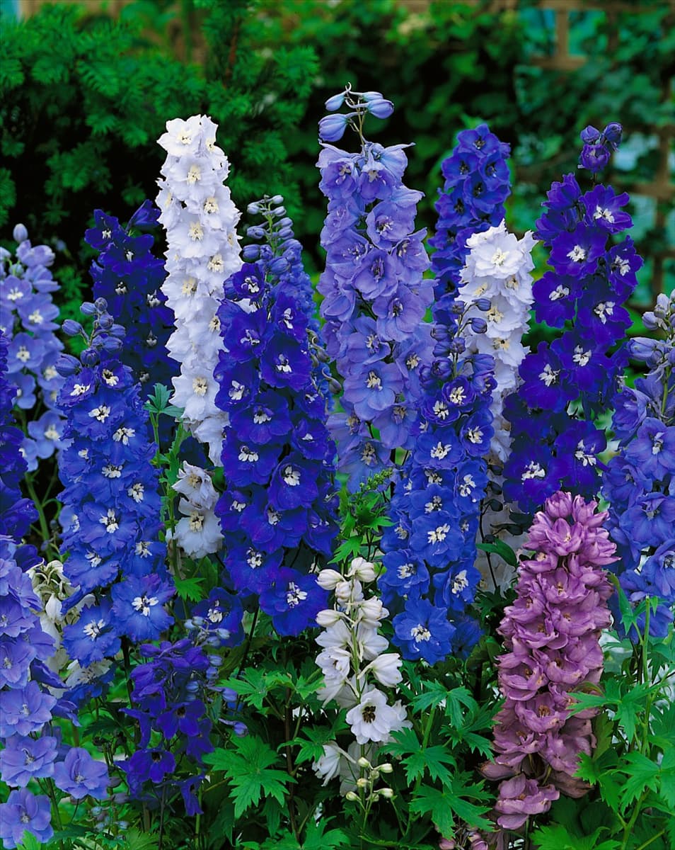 DELPHINIUM MAGIC FOUNTAINS MIXED