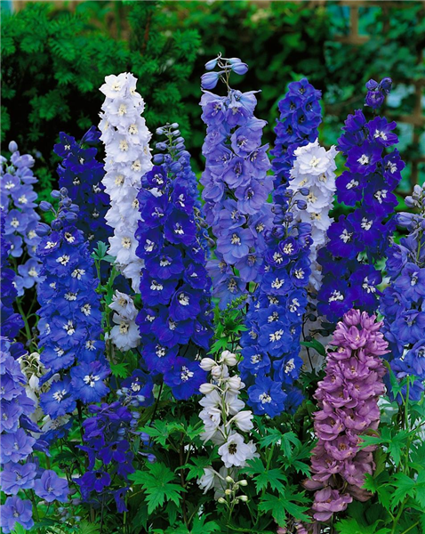 Delphinium 'Magic Fountains Dark Blue White Bee'