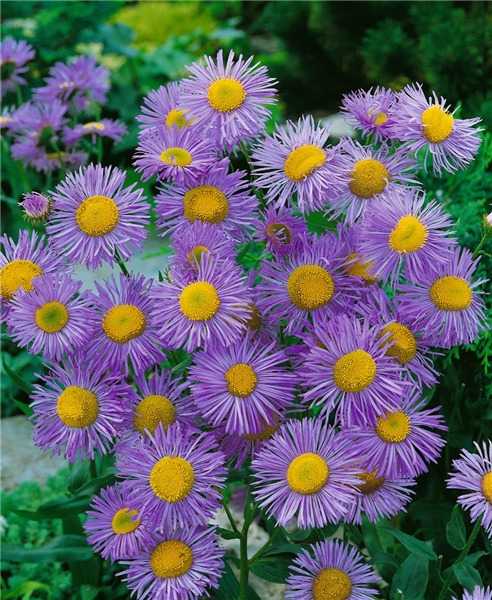 ERIGERON SPECIOSUS GRANDIFLORA
